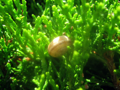 Eobania vermiculata