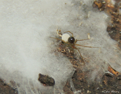 Nesticidae
