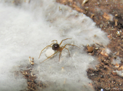 Nesticidae