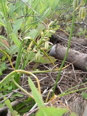 Albuca flaccida