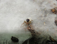 Nesticidae