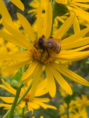 Bombus borealis