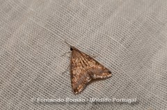 Evergestis politalis