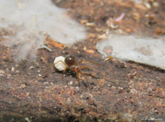 Nesticidae