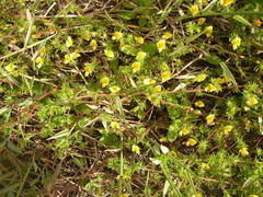 Aspalathus retroflexa retroflexa