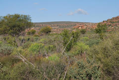 Wiborgia sericea