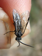 Dolerus nitens