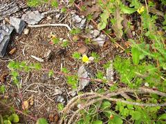 Aspalathus retroflexa retroflexa