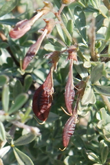 Wiborgia sericea