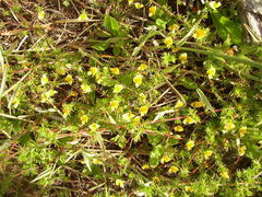 Aspalathus retroflexa retroflexa