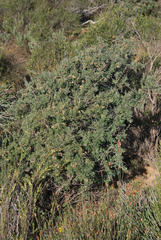 Wiborgia sericea
