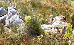 Erica thomae thomae