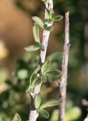 Wiborgia sericea