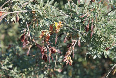 Wiborgia sericea