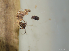 Nihonhimea tesselata