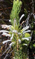 Erica thomae thomae