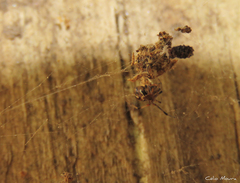 Nihonhimea tesselata