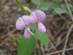 Desmodium grahamii