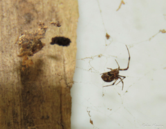 Nihonhimea tesselata