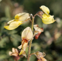 Wiborgia sericea