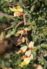 Wiborgia sericea