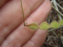 Desmodium grahamii