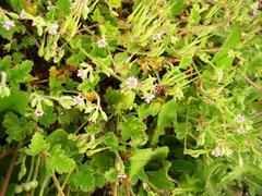 Pelargonium althaeoides