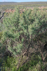 Wiborgia sericea
