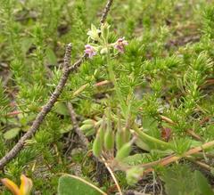Pelargonium althaeoides