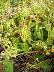 Pelargonium althaeoides