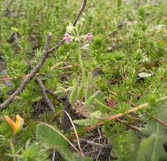 Pelargonium althaeoides