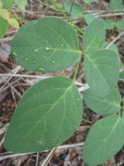 Desmodium grahamii