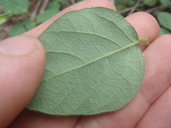 Desmodium grahamii