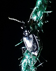 Limodromus assimilis