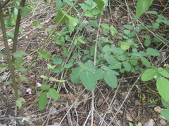 Desmodium grahamii