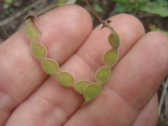 Desmodium grahamii