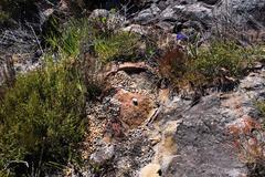 Pronolagus saundersiae