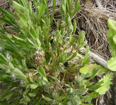Centella tridentata tridentata