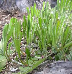 Centella tridentata tridentata