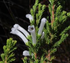 Erica perspicua perspicua