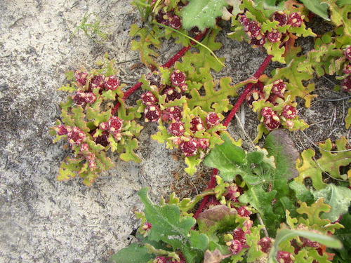 Cleretum herrei (Cleretum herrei)