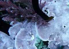 Laminaria setchellii