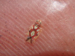 Erythroneura acuticephala