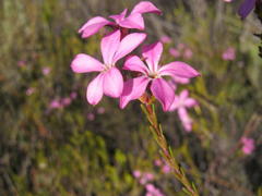 Acmadenia sheilae