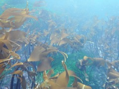 Laminaria setchellii