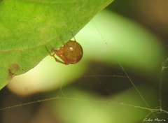 Nihonhimea tesselata