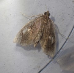 Perispasta caeculalis