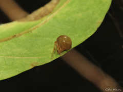 Nihonhimea tesselata