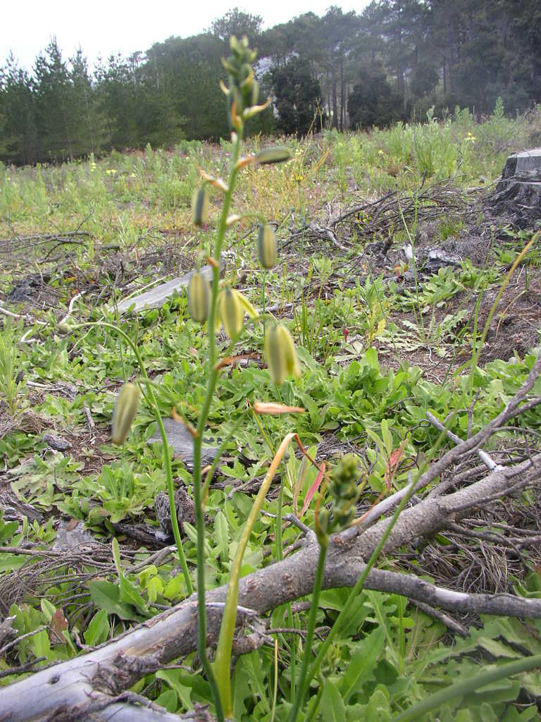 Albuca flaccida, Block A13b Tokai Park: Tokai Park section of Table Mountain National Park