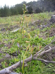 Albuca flaccida